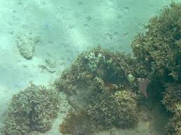 Image result for Sparisoma frondosum