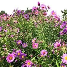 Image result for Aster novae-angliae
