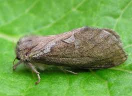 Attēlu rezultāti vaicājumam “Hepialus lupulinus”