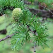 Attēlu rezultāti vaicājumam “Larix”