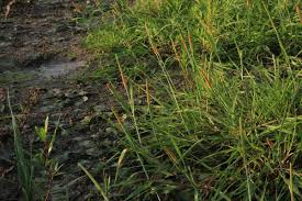 Attēlu rezultāti vaicājumam “Alopecurus aequalis leaf”