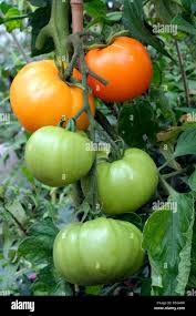 Afbeeldingsresultaat voor caro rich tomato