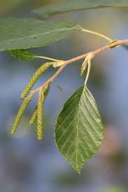 Attēlu rezultāti vaicājumam “Alnus incana leaf”