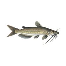 Image result for Ictalurus punctatus