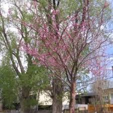 Attēlu rezultāti vaicājumam “Betula pubescens flower”
