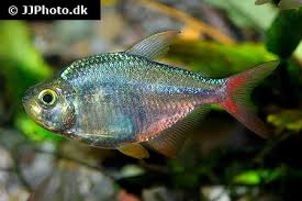 Attēlu rezultāti vaicājumam “Bilimbia tetramera”