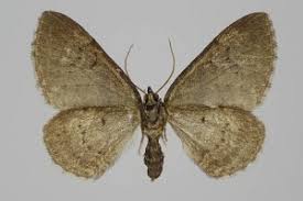 Attēlu rezultāti vaicājumam “Pareulype berberata”