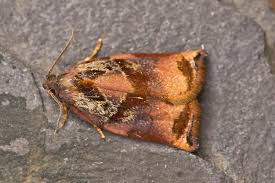 Attēlu rezultāti vaicājumam “Archips podana”