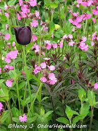 Image result for Silene dioica