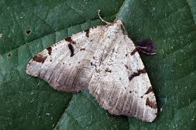 Attēlu rezultāti vaicājumam “Macaria wauaria”