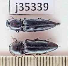 Attēlu rezultāti vaicājumam “Elateridae”