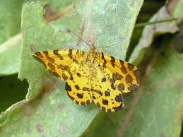 Attēlu rezultāti vaicājumam “Pseudopanthera macularia”