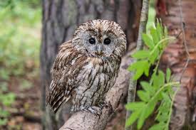 Attēlu rezultāti vaicājumam “Strix aluco”