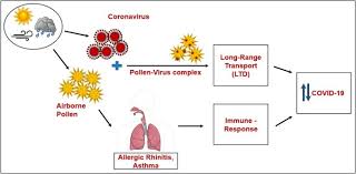 Attēlu rezultāti vaicājumam “pollen corona”