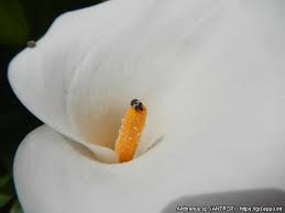 Attēlu rezultāti vaicājumam “Anthrenus sp.”