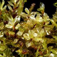 Attēlu rezultāti vaicājumam “Cinclidium stygium”