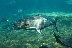 Image result for Lichia amia