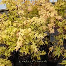 Image result for Acer palmatum `Orange Dream`