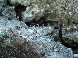 Attēlu rezultāti vaicājumam “Sclerophora coniophaea”