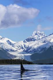 Image result for Orcinus orca