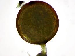 Attēlu rezultāti vaicājumam “Acaulon muticum”