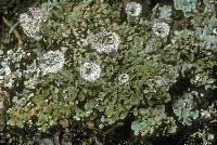 Attēlu rezultāti vaicājumam “Cladonia pyxidata”