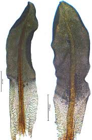 Attēlu rezultāti vaicājumam “Encalypta”