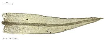 Attēlu rezultāti vaicājumam “Cynodontium strumiferum”