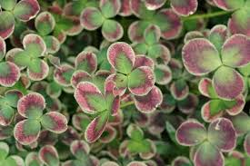 Attēlu rezultāti vaicājumam “Trifolium repens leaf”
