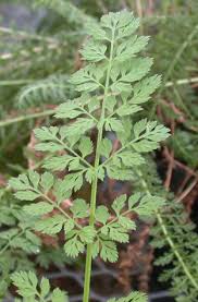 Attēlu rezultāti vaicājumam “Daucus carota subsp. carota leaf”