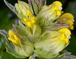 Attēlu rezultāti vaicājumam “Rhinanthus minor”