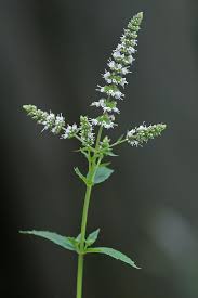 Attēlu rezultāti vaicājumam “Mentha spicata flower”