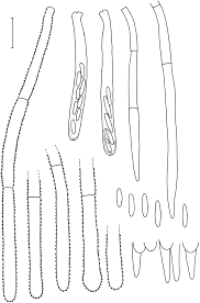 Attēlu rezultāti vaicājumam “Lachnum virgineum”