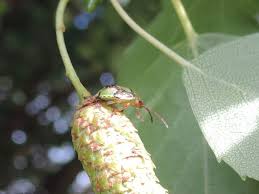 Attēlu rezultāti vaicājumam “Elasmostethus interstinctus nymph”