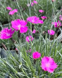 Image result for Dianthus gratianopolitanus
