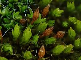 Attēlu rezultāti vaicājumam “Orthotrichum patens”