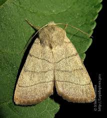 Attēlu rezultāti vaicājumam “Charanyca trigrammica”