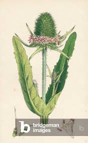 Attēlu rezultāti vaicājumam “Dipsacus fullonum”