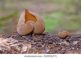 Attēlu rezultāti vaicājumam “Peziza vesiculosa”