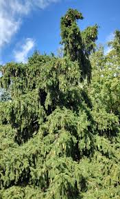 Attēlu rezultāti vaicājumam “Picea abies leaf”