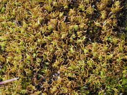 Attēlu rezultāti vaicājumam “Tortella inclinata”