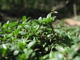 Attēlu rezultāti vaicājumam “Thymus vulgaris leaf”