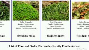 Attēlu rezultāti vaicājumam “Dicranales”