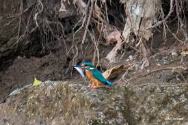Attēlu rezultāti vaicājumam “Alcedo atthis nest”