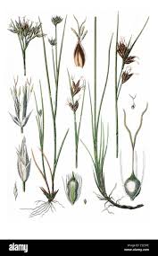 Attēlu rezultāti vaicājumam “Rhynchospora alba”