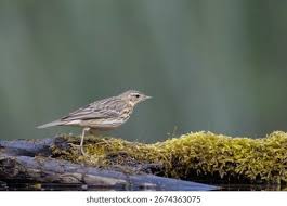 Attēlu rezultāti vaicājumam “Anthus trivialis adult”