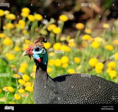 Attēlu rezultāti vaicājumam “Numida meleagris”