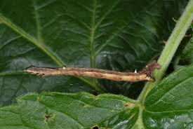 Attēlu rezultāti vaicājumam “Angerona prunaria”