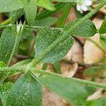Attēlu rezultāti vaicājumam “Moehringia trinervia flower”