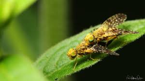 Attēlu rezultāti vaicājumam “Tephritidae”